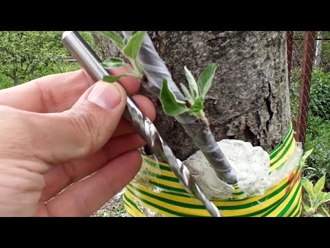 Видео: Прививка Дерева с помощью дрели // Grafting a tree with a drill