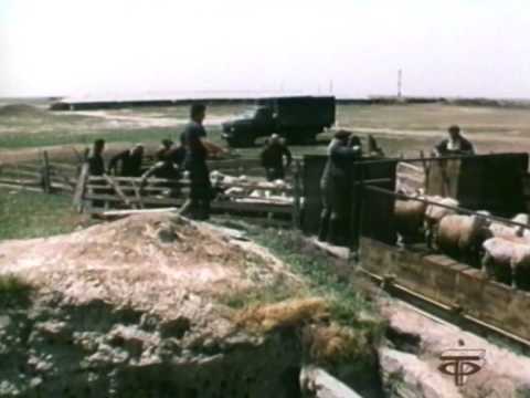 Видео: Мы Пастухи