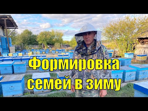 Видео: ФОРМИРОВКА СЕМЕЙ В ЗИМУ!!!