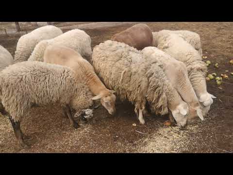 Видео: Катумский баран и его дочери