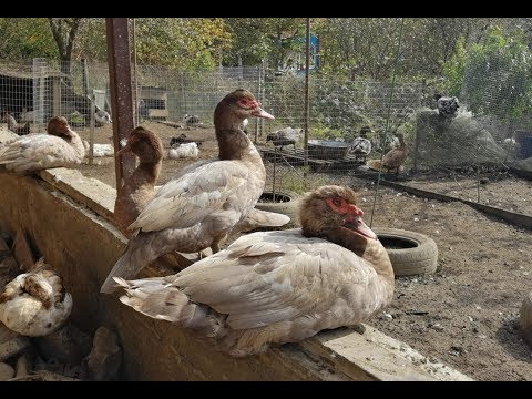 Видео: Мускусные утки - молодое мясо или старое мясо//Сравниваем тушки