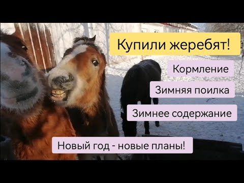 Видео: Коневодство с ноля. Зимнее содержание, кормление и поилка.