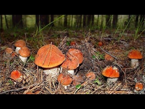 Видео: Грибник Нашёл Грибной Рай в Лесу и Обалдел! Гриб на Грибе Такого не Ожидал! Грибы 2023