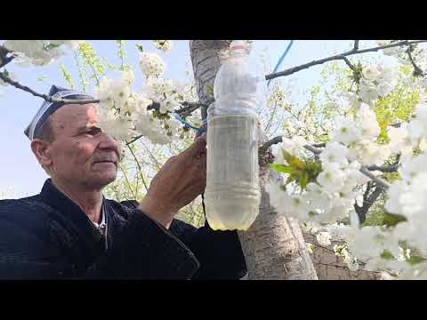 Видео: ГИЛОС ГУЛИНИ ЧАНГЛАТИШ ОДДИЙ УСУЛИ