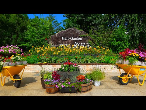 Видео: Вход бесплатный, настоятельно рекомендуется! Дневник путешествия по саду трав!