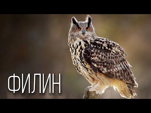 Видео: Филин: Ночной Охотник | Интересные факты про филинов