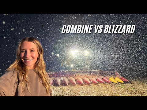 Видео: Снег нас не остановит. Собираем кукурузу в метель