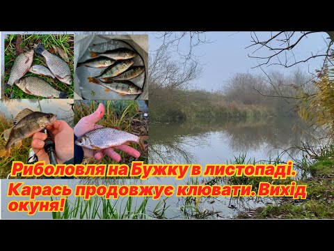 Видео: Вже майже середина листопада, а на Бужку ще ловляться карасі. Вечірній вихід окуня.