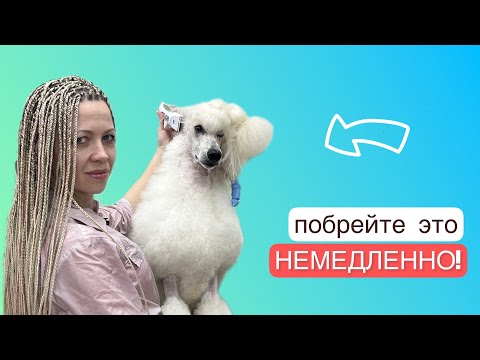 Видео: КАК и ЧЕМ ПОБРИТЬ МОРДУ пуделю, КАК ПРИУЧИТЬ ЩЕНКА к бритью.