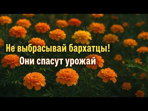 Видео: Великая Польза Бархатцев: что Дачники о них до сих пор не знают
