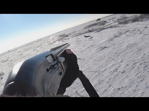 Видео: Охота на зайца 2021-2022.  Открытие сезона!