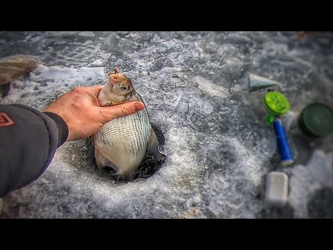 Видео: ЛЕЩ И ОГРОМНАЯ СОРОГА !!! РЫБАЛКА В ЗАЛИВЕ ОГУР