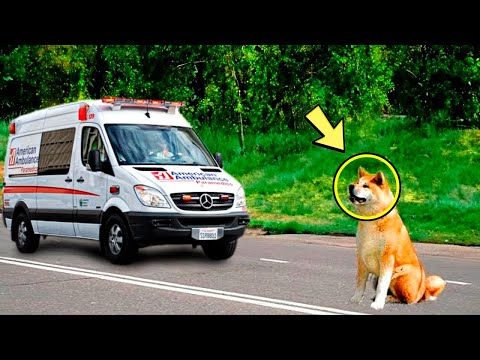 Видео: Собака преграждает путь машине скорой помощи и отказывается уезжать. Причина шокирует!