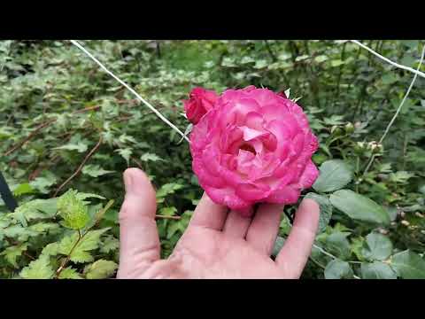 Видео: Здравствуй, утро!