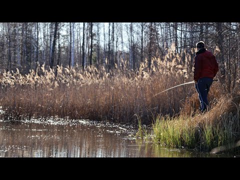 Видео: НЕПРОХІДНІ БОЛОТА ПОЛІССЯ! Все оживає! Рибалка на поплавок! Знайшли рибу яка пережила ДИНОЗАВРІВ!