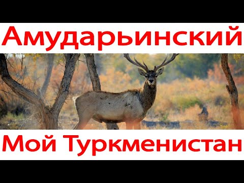 Видео: Амударьинский заповедник Туркменистан