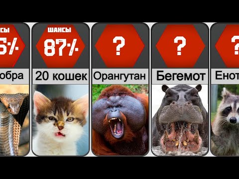 Видео: Человек VS Животные: Кто выживет?