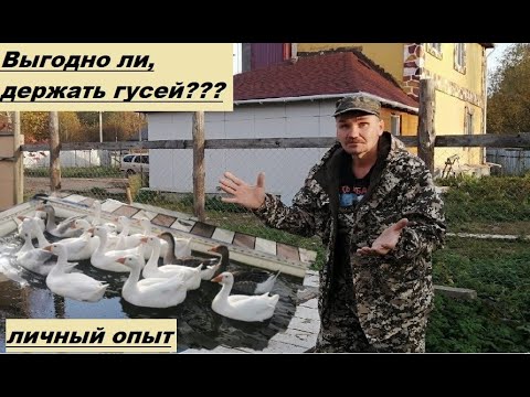 Видео: ВЫГОДНО ЛИ, ДЕРЖАТЬ ГУСЕЙ??? МОЙ ЛИЧНЫЙ ОПЫТ