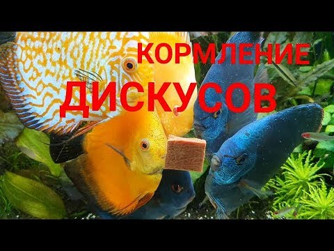 Видео: Кормление дискусов. Каким кормом кормить. Аквариум большого объёма 250×60×50 на 750 литров. Часть 37