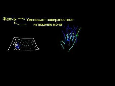 Видео: Поверхностное натяжение и адгезия (видео 17) | Жидкости  | Физика