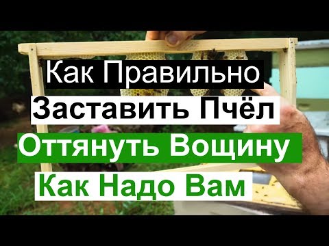 Видео: Пасека#89 Как Правильно Заставить Пчёл, Оттянуть Вощину Как надо вам Пчеловодство для начинающих