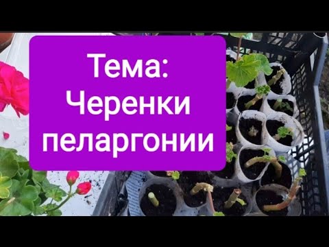 Видео: Черенки пеларгоний в плохом состоянии. Как их посадить?