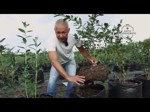 Видео: Лохина в мішках: остерігайтесь вимерзання