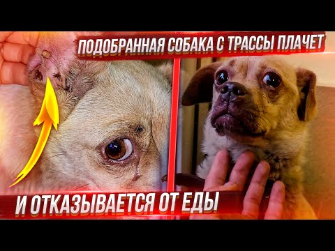 Видео: 2 Часть. Подобранная с трассы собака отказывается есть. Вся в клещах.
