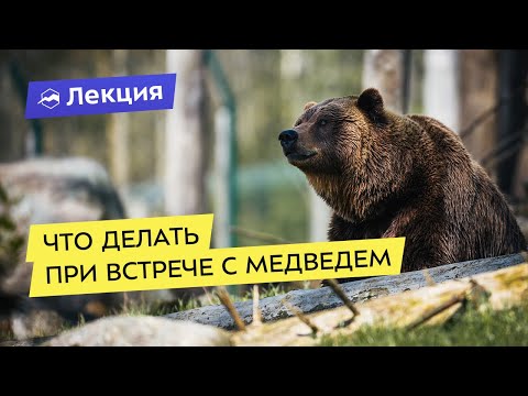 Видео: Что делать при встрече с медведем?