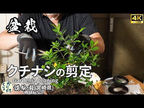 Видео: Обрезка гардении [Бонсай].