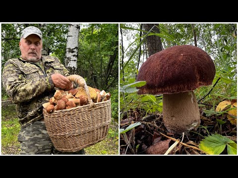 Видео: ГРИБНИКИ НЕ ОЖИДАЛИ И ПОПАЛИ В НЕТРОНУТЫЙ ЛЕС ! МИЛЛИОН БЕЛЫХ ГРИБОВ ДУБОВЫХ ! СЧАСТЬЕ !