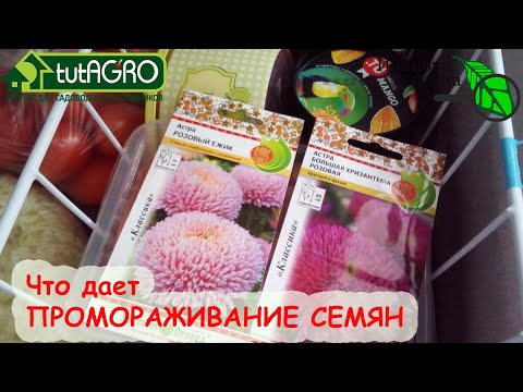 Видео: МОРОЗИТЬ СЕМЕНА РЕАЛЬНО КРУТО! КАК И ЗАЧЕМ ПРОМОРАЖИВАТЬ СЕМЕНА?