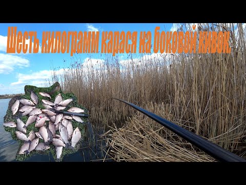 Видео: Шесть килограмм карася на боковой кивок в камышах.