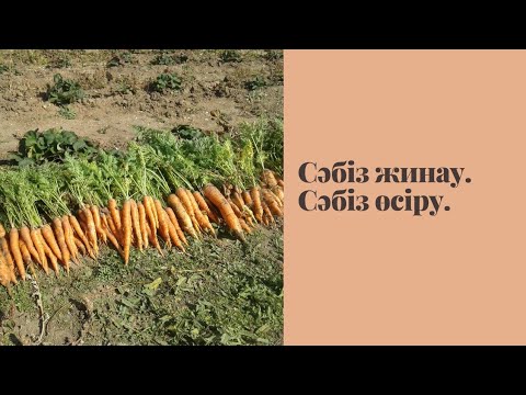 Видео: Сəбіз жинау. Сəбіз өсіру. Күзгі науқан.