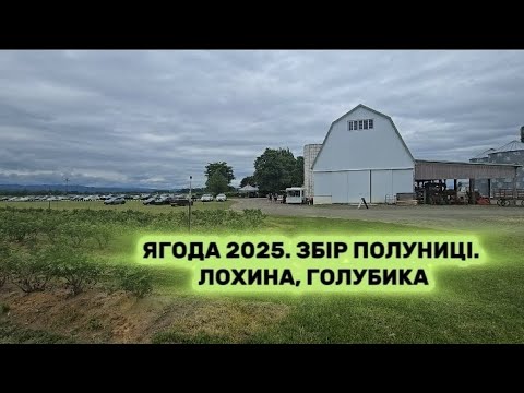 Видео: ЯГОДА 2025 на фермі в Америці.  Збір полуниці. Лохина, голубика
