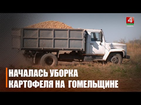 Видео: На смену зерновым. На Гомельщине массово начали уборку картофеля