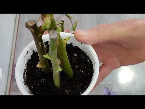 Видео: Черенкуем Розы дома.Прошло девять дней.