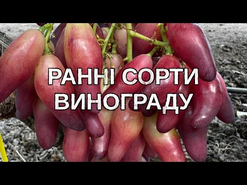 Видео: 3 августа 2025 г.