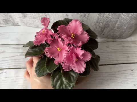 Видео: Обзор цветущих сортов стандартных фиалок на 15.04.2025 #фиалки #сенполии #цветы