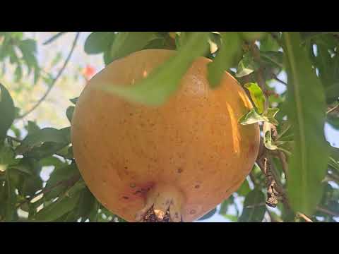 Видео: Парвариши Анор дар ҳавлии ман.