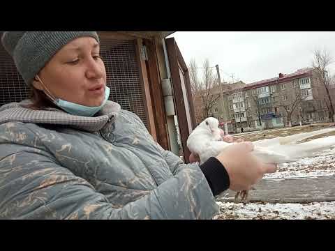 Видео: Распродажа голубей, в связи с уходом в мир иной голубевода Александра  Калачара, г. Новокуйбышевск.