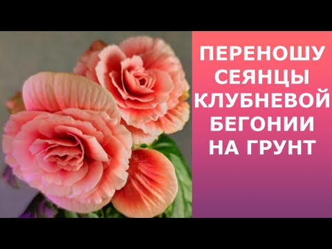 Видео: Перенос сеянцев клубневой бегонии на грунт.