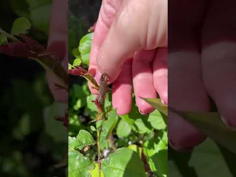 Видео: Прищипнула слепые побеги у роз. Цветение будет в два раза больше 🌹👍