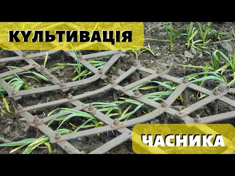 Видео: #часник Боронування та важлива антистресова обробка!