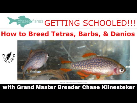 Видео: Экскурсия по рыбоводческому хозяйству FAAS Grand Master Tetra Breeder: как разводить тетр, барбус...