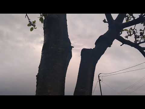 Видео: Прививки груши на рябину и боярышник, черешня на вишню, начало цветения 05.05.2020