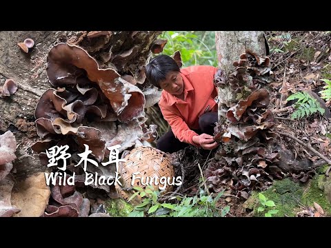 Видео: Голова дерева покрыта диким грибком, который собирают, чтобы устроить праздник черного гриба.