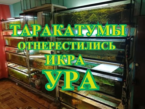 Видео: #Таракатумы#Нерест#Икра#Таракатумы#Разведение