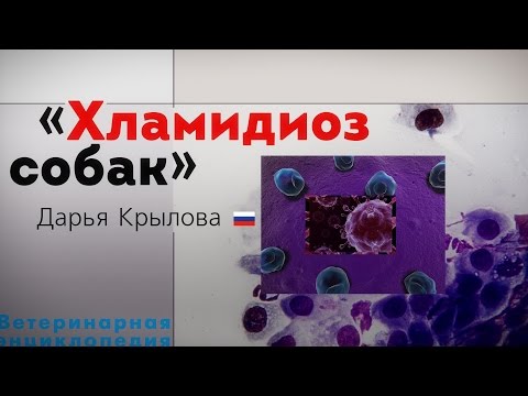 Видео: Хламидиоз собак. Chlamydia in dogs