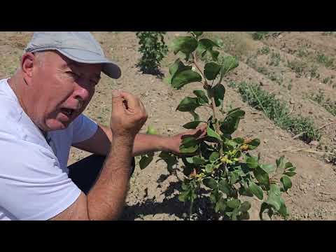 Видео: Пистазори беҳтаринро дар Суғд обод кардем.Мефахрам.. Пистаи 3 солаи мо ҳосил дод. 900004489 ватсап.